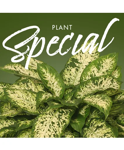 Plant Special Designer's Choice Plant Special Designer's Choice