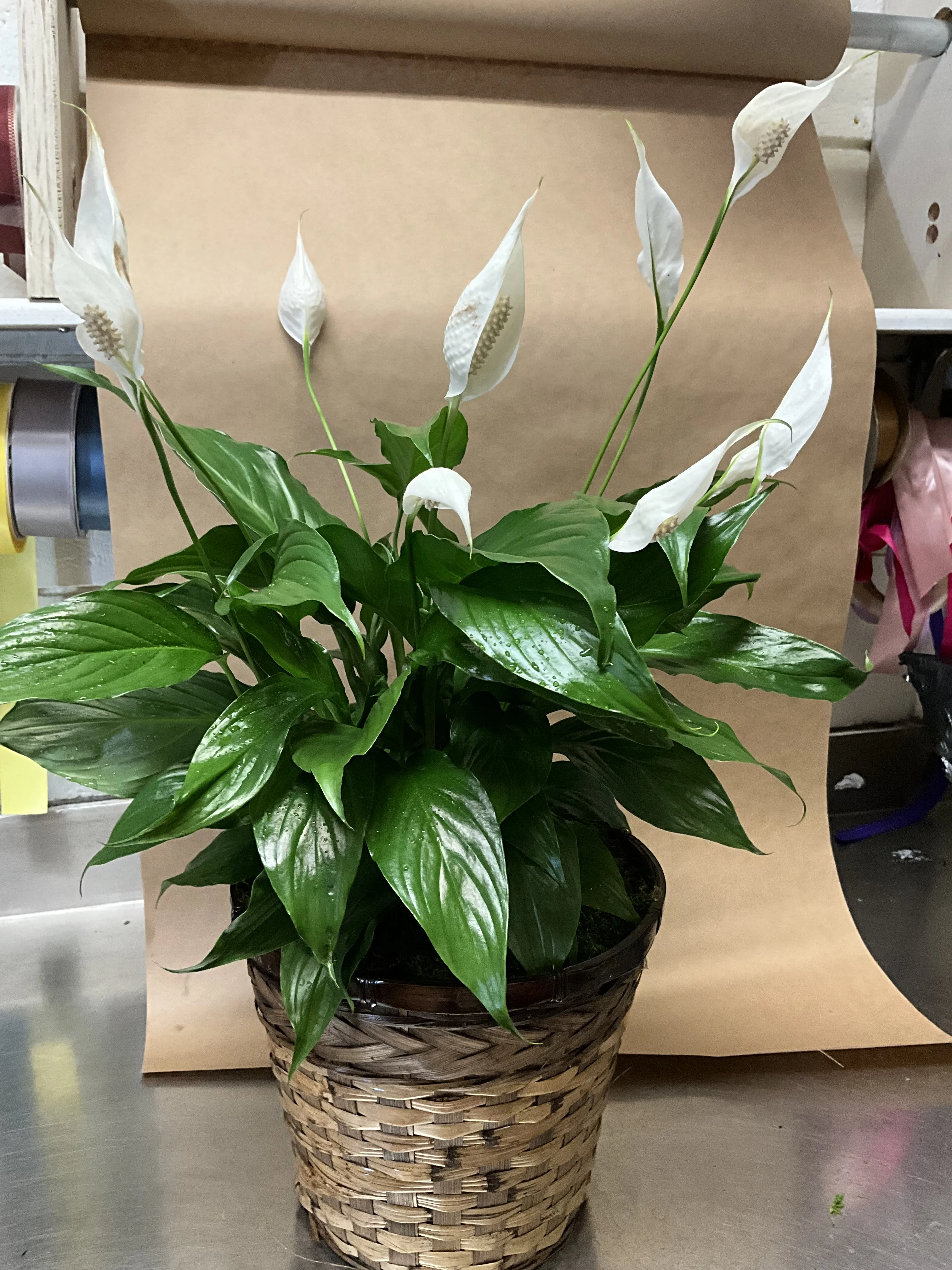 Peace lili Funeral Peace lili Funeral
