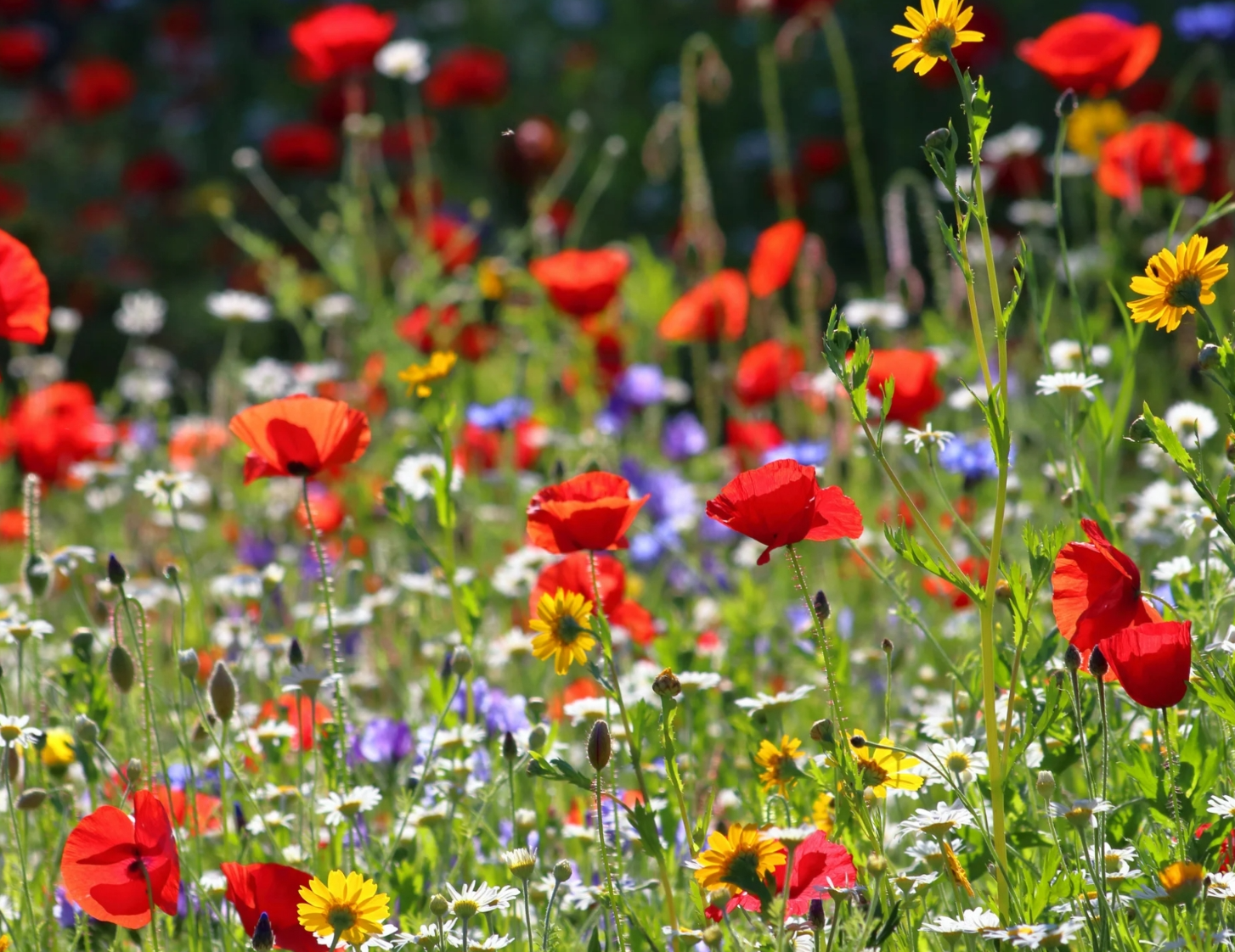 Featured flowers Featured flowers