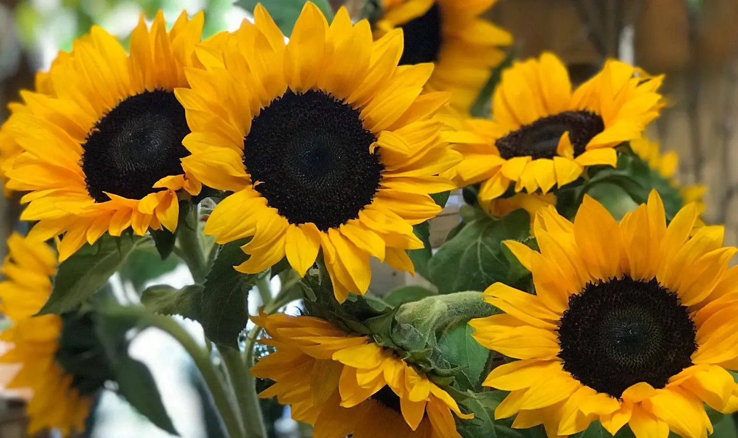 Featured flowers