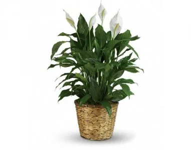Peace Lily Plant Funeral Plant Peace Lily Plant Funeral Plant