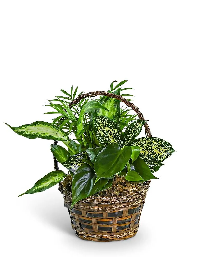 Tranquil Dish Garden in Basket Plant Tranquil Dish Garden in Basket Plant