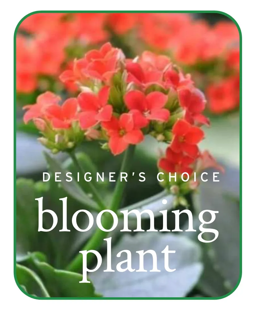 In-Season Blooming Plant Plants In-Season Blooming Plant Plants