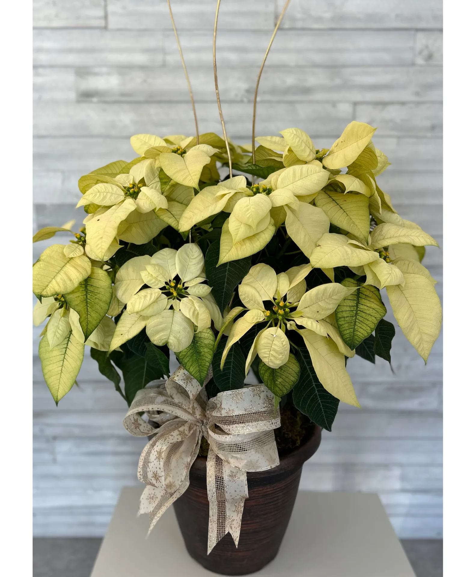 Poinsettia Plant Poinsettia Plant