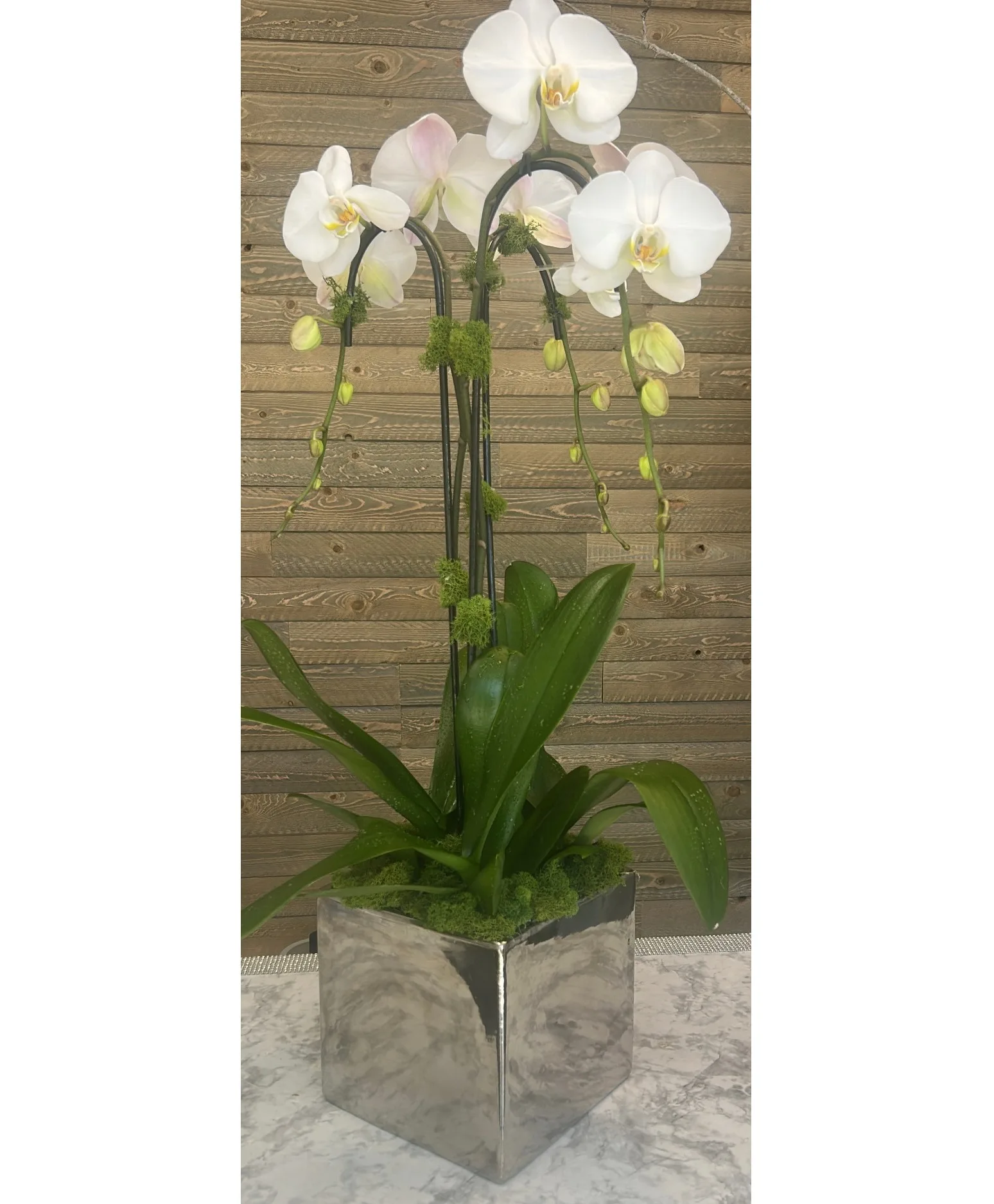 Platinium Orchid Platinium Orchid